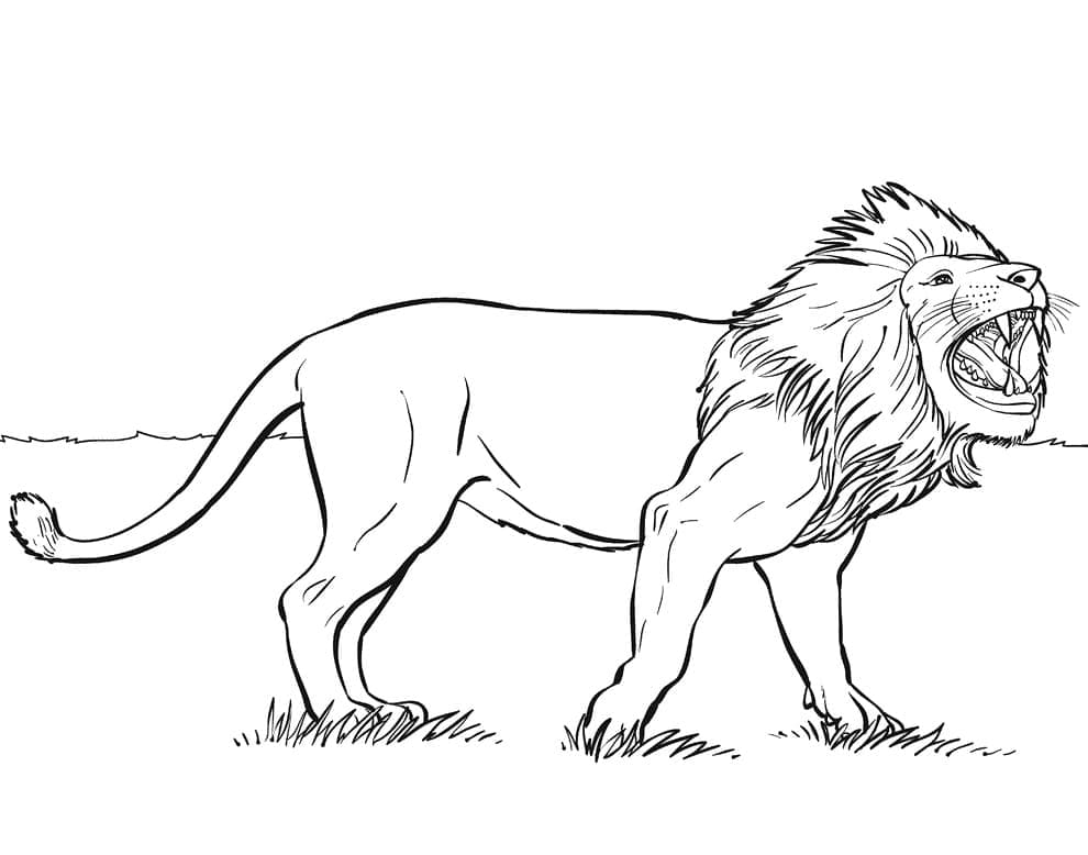 Desenho de Leão que Ruge para Colorir