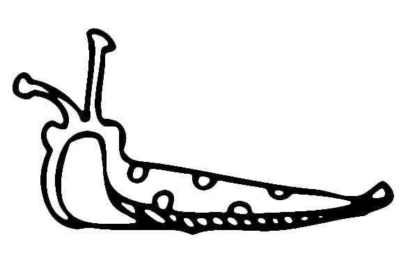Desenho De Lesma 3 Para Colorir