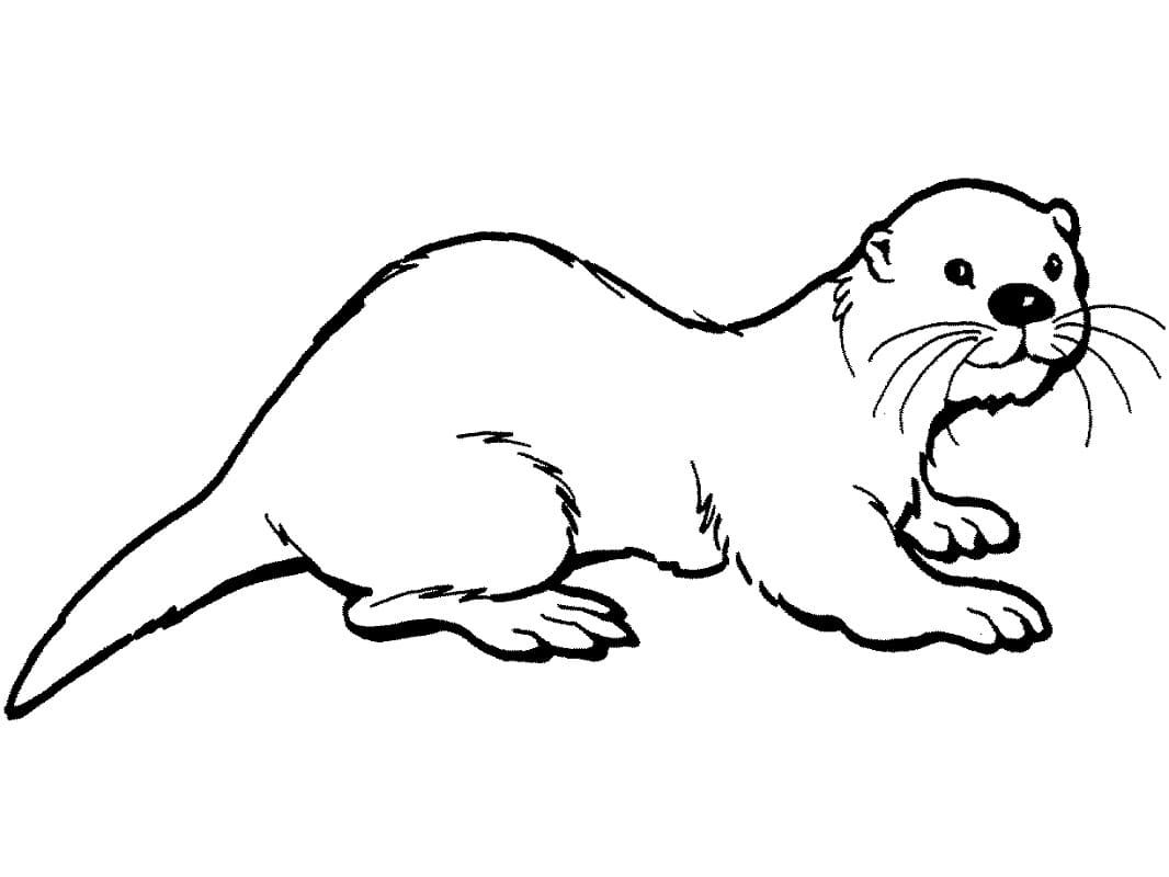 Desenho De Lontra 1 Para Colorir