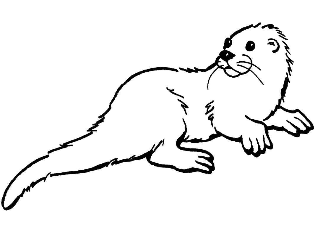Desenho De Lontra 2 Para Colorir