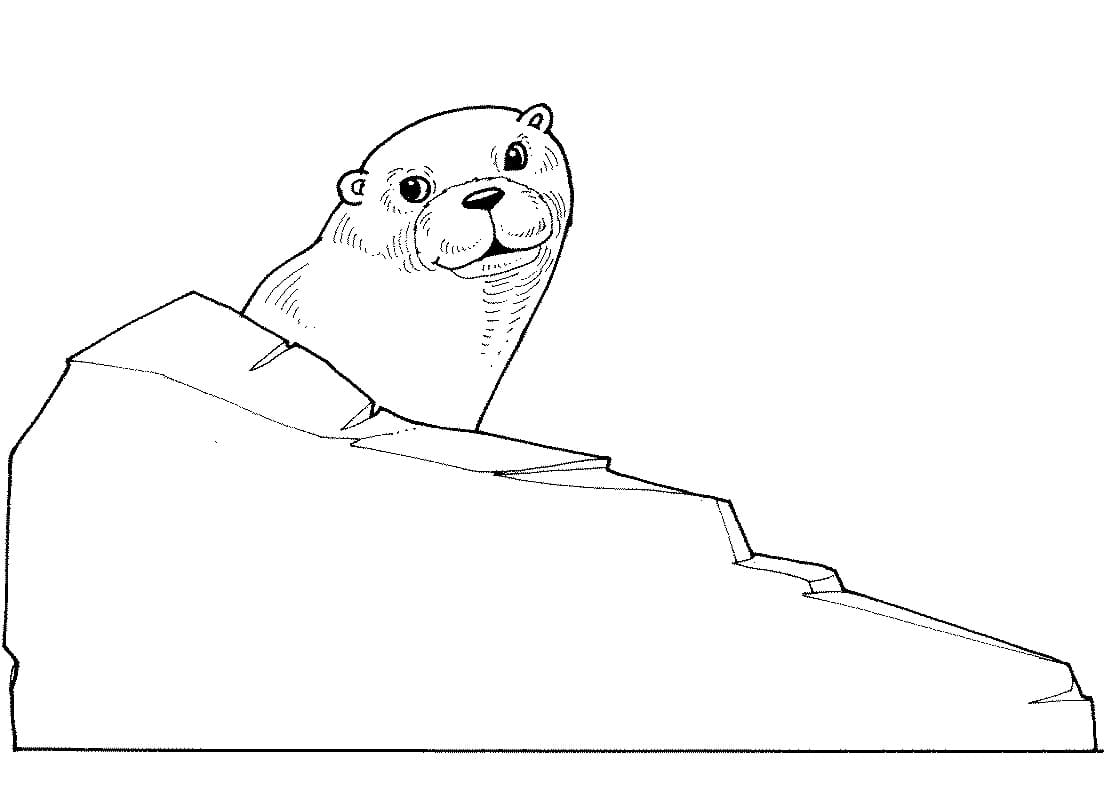Desenho De Lontra Estranha Para Colorir