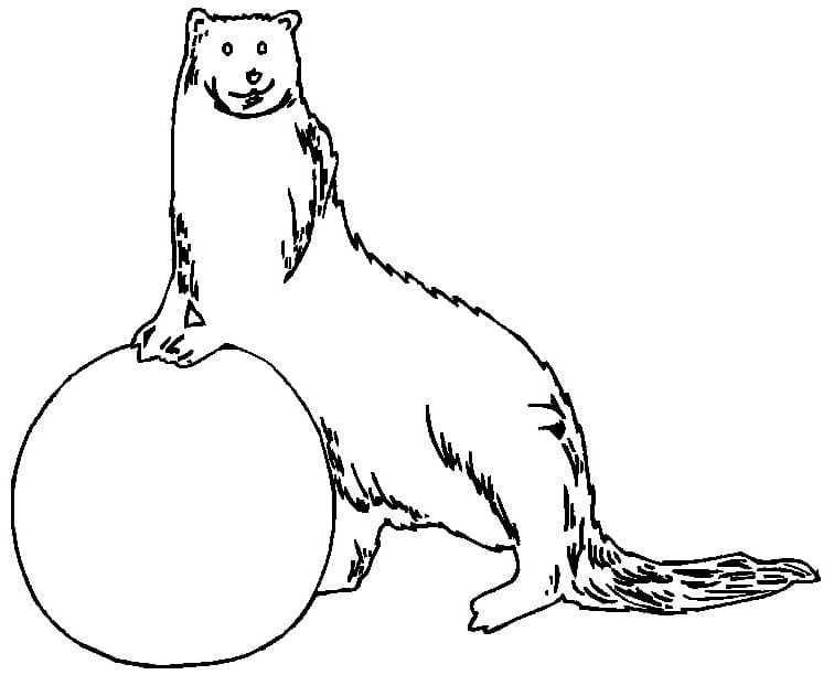 Desenho De Lontra Gratis Para Colorir