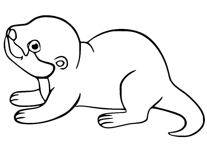 Desenho De Uma Lontra Bebe Para Colorir
