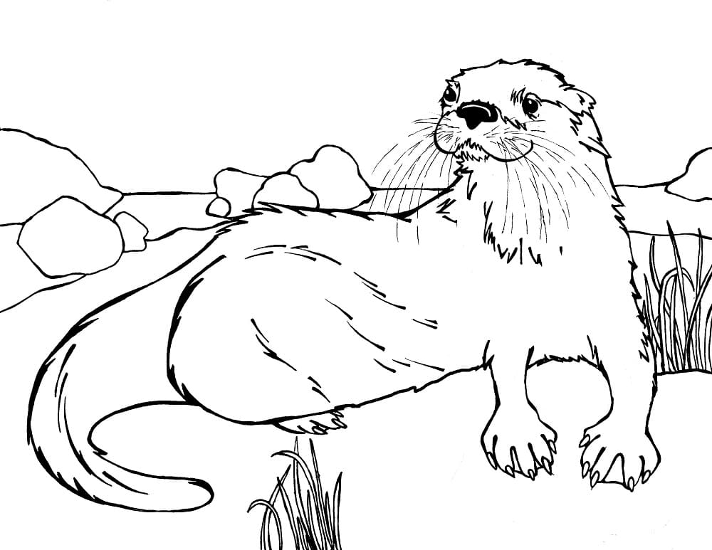 Desenho De Uma Lontra Para Colorir