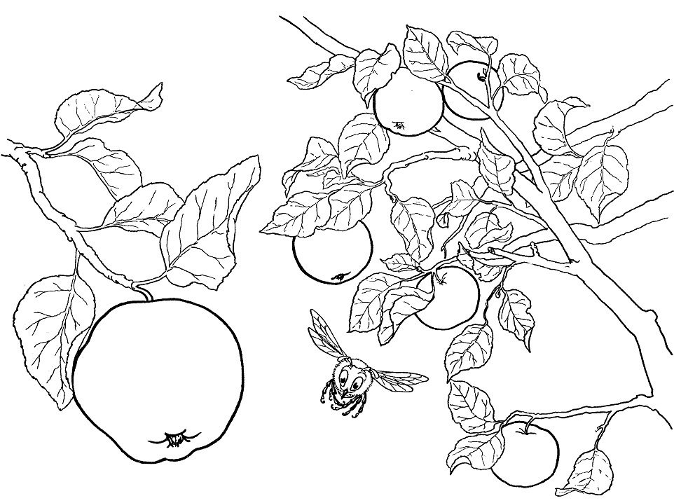 Desenho Imprimivel de Fruta Maçã para Colorir