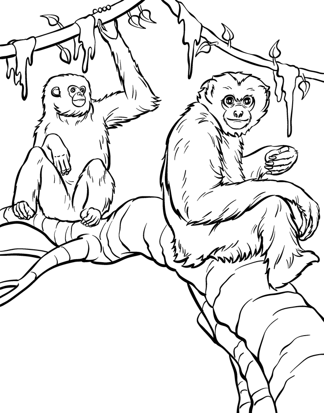 Desenho de Dois Macacos em Galho de Árvore para Colorir