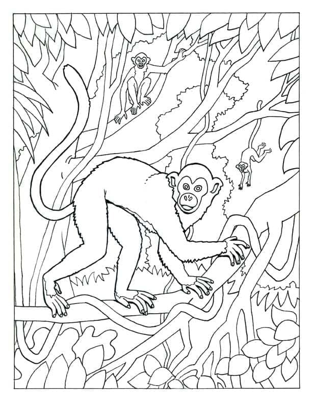 Desenho de Macaco Selvagem para Colorir