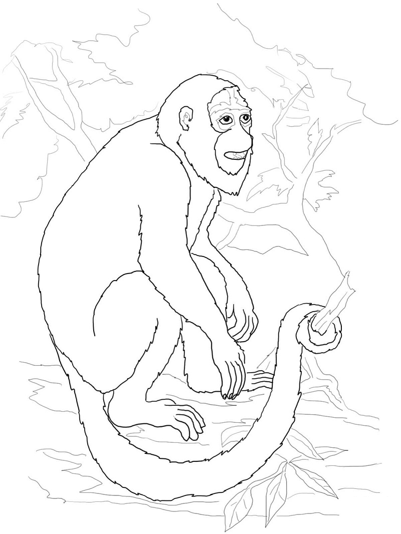 Desenho Macaco Normal para Colorir