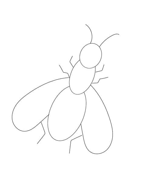 Desenho de Moscá Fácil para Colorir Desenho de Moscá Fácil para Colorir
