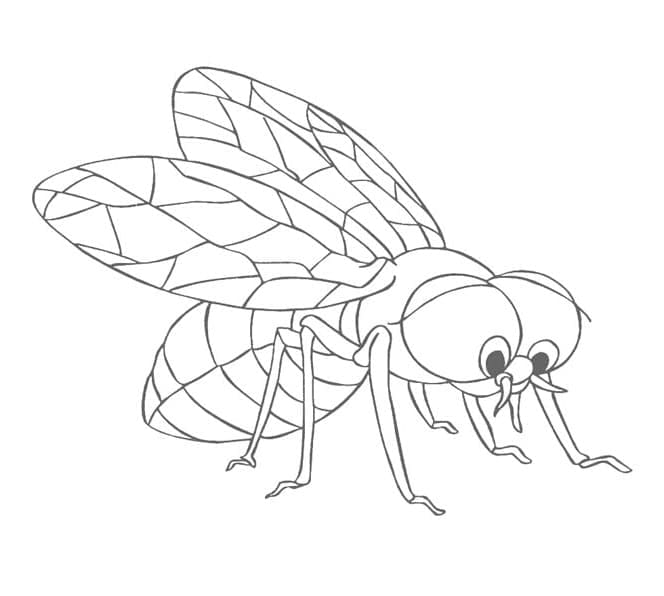 Desenho de Moscá Infantil para Colorir