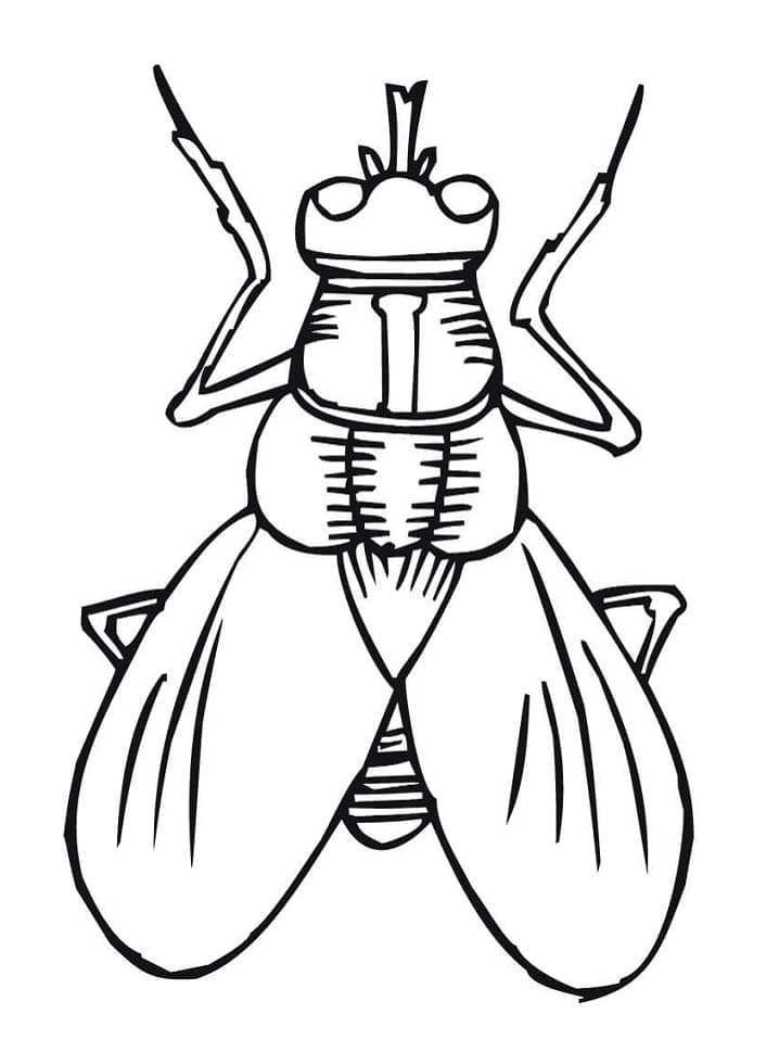 Desenho de Moscá para Crianças para Colorir Desenho de Moscá para Crianças para Colorir