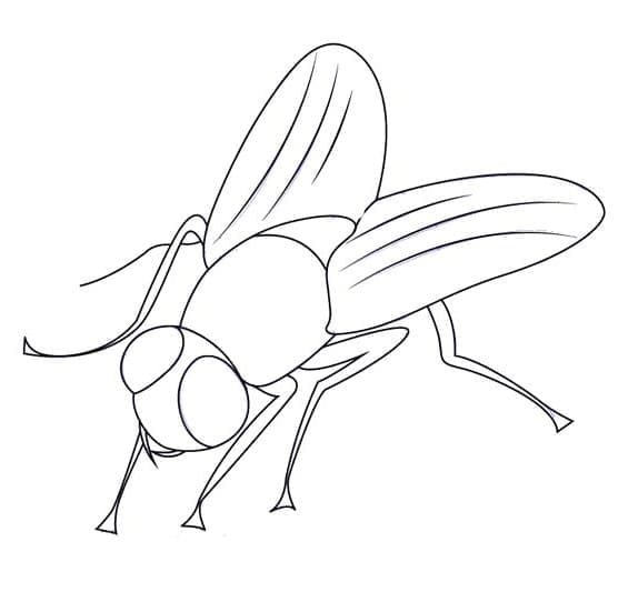 Desenho de Moscá Pdf Grátis Desenho de Moscá Pdf Grátis