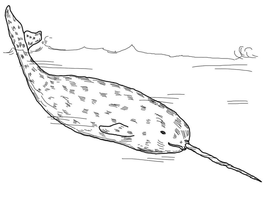 Desenho De Narval 1 Para Colorir