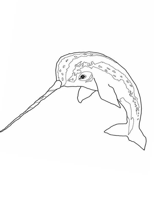 Desenho De Narval 5 Para Colorir