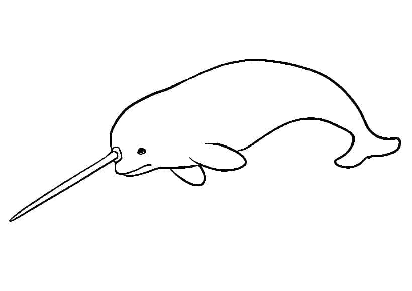 Desenho De Narval Facil Para Colorir