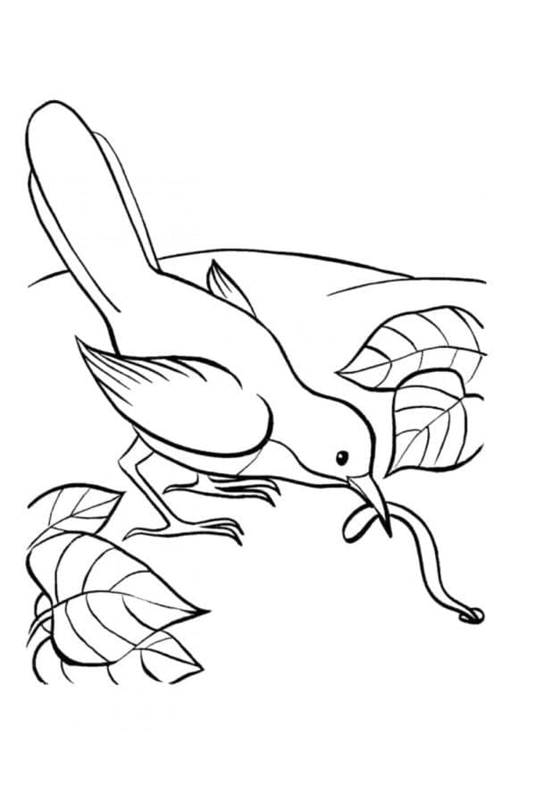 Desenho de Pássaro Pegando Minhoca para Colorir