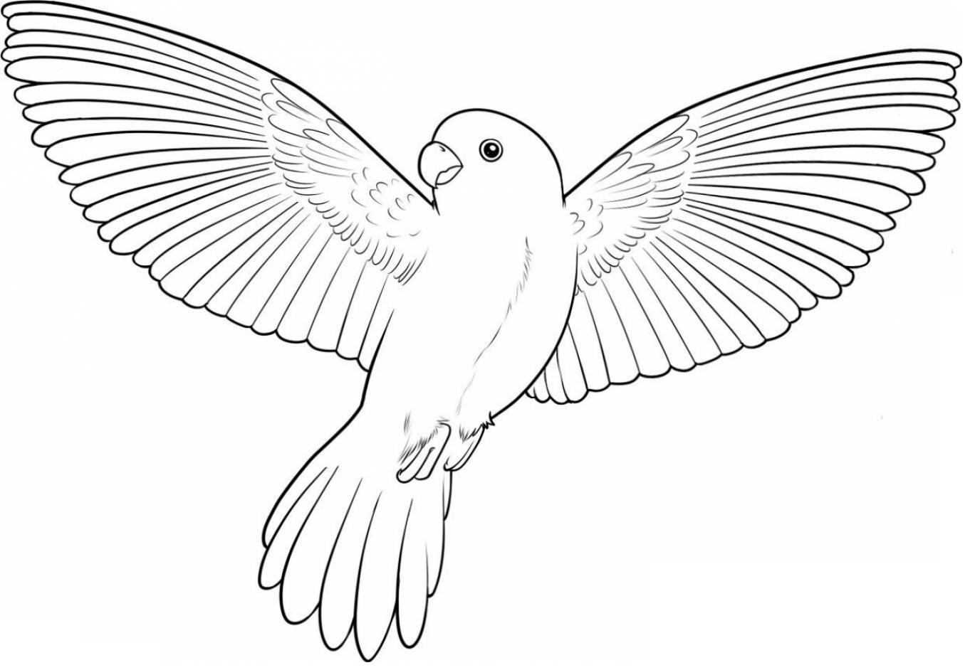 Desenho Pássaro Bonito para Colorir