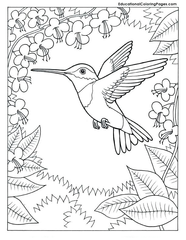 Desenho Pdf de Pássaro Beijá Flor para Imprimir e Pintar