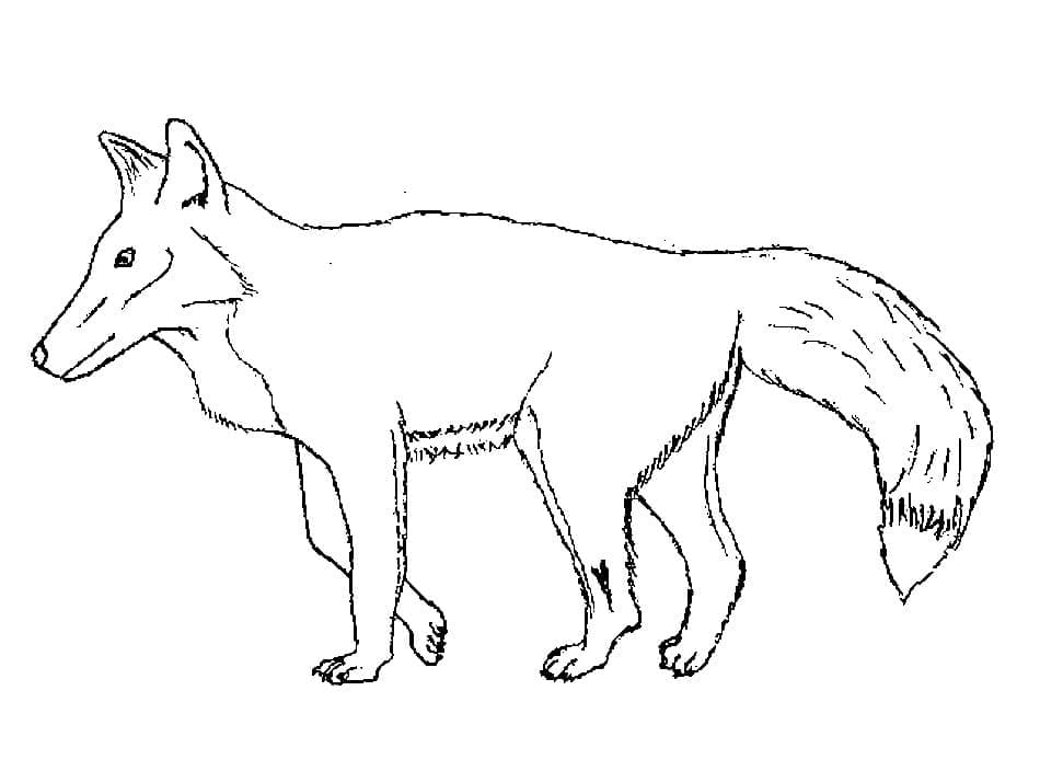 Desenho de Raposa para Crianças para Colorir