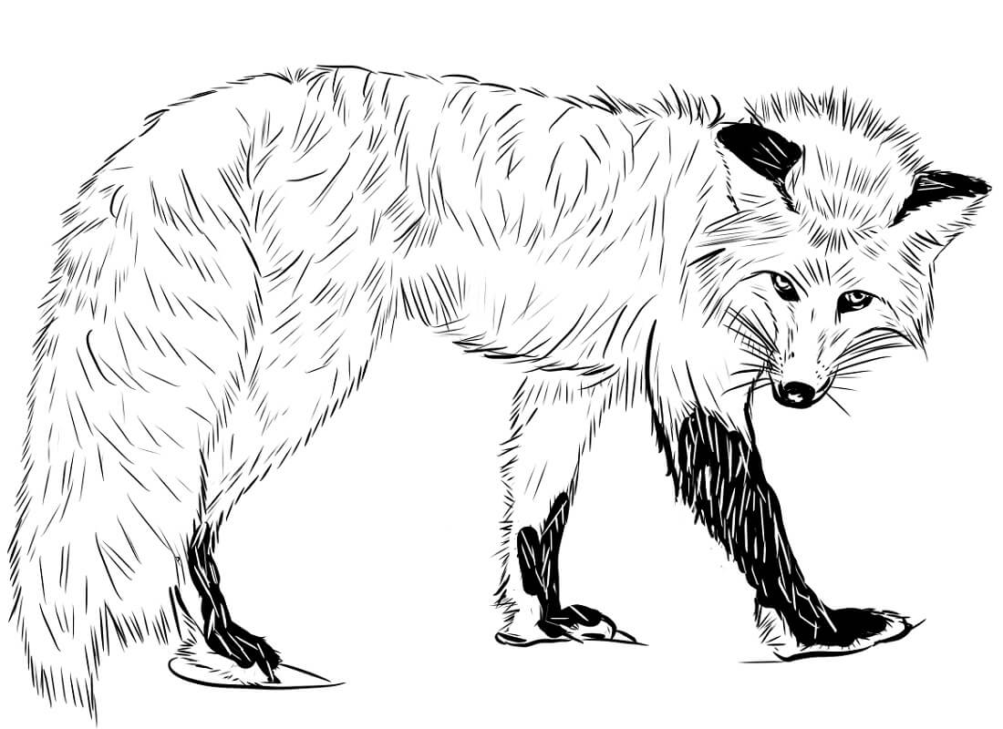 Desenho de Raposa Download para Imprimir e Colorir