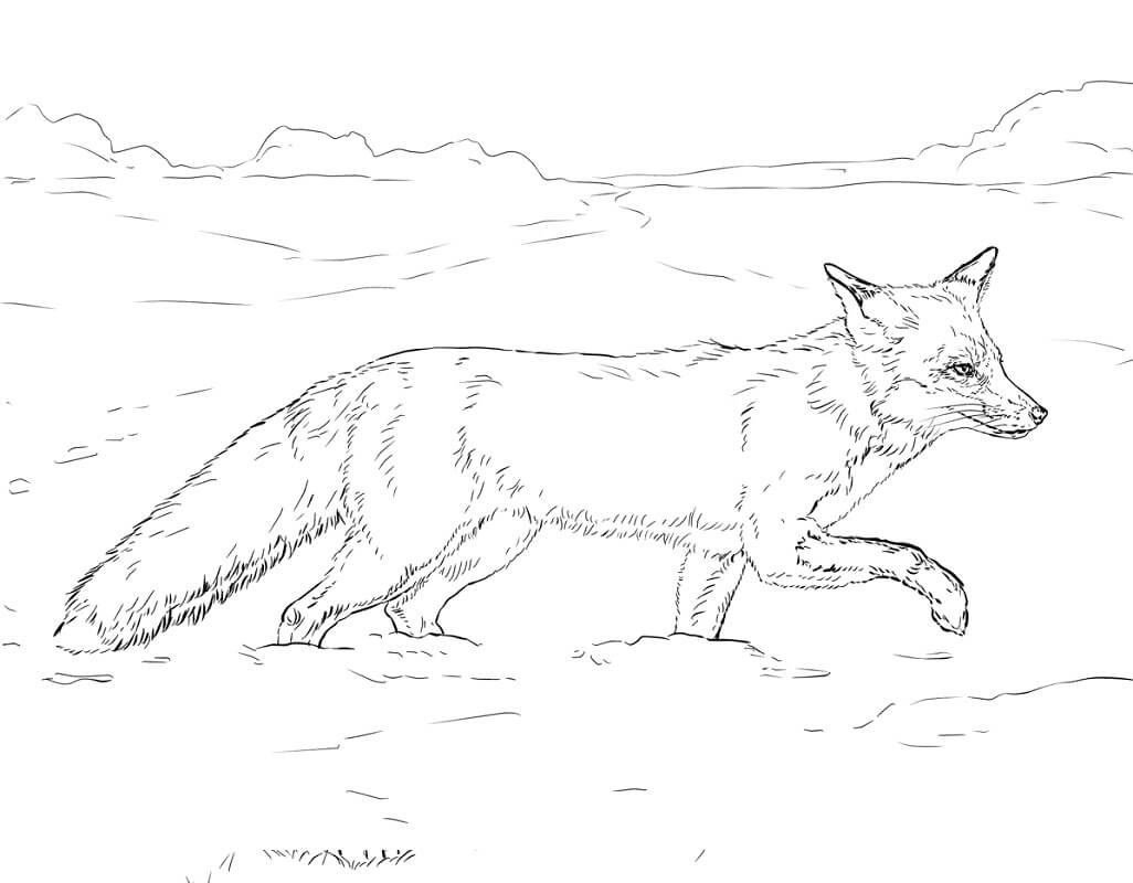 Desenho de Raposa Grátis para Imprimir e Colorir