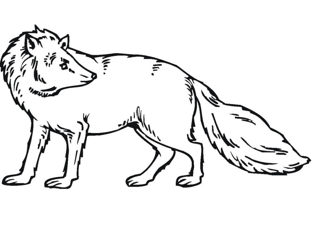 Desenho de Raposa para Colorir Download