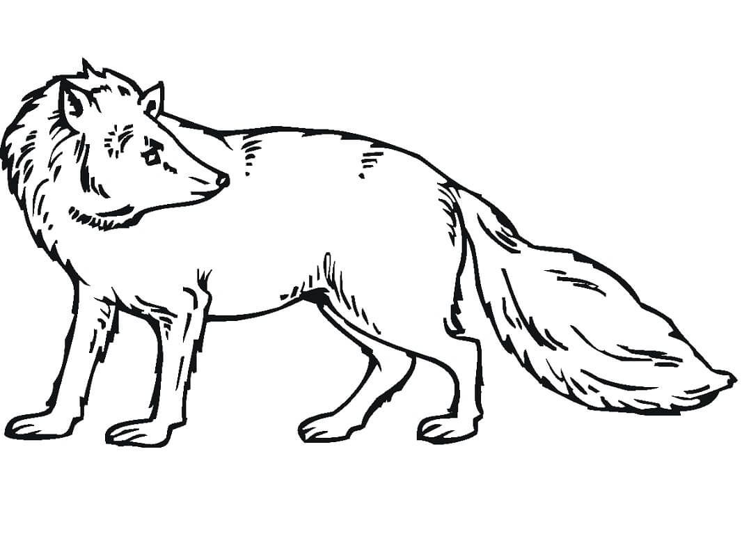 Desenho de Raposa para Colorir Download