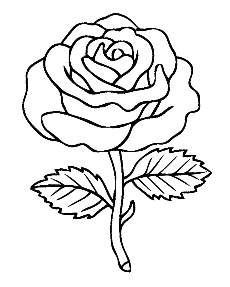 Desenhos de Bela Rosa para Colorir