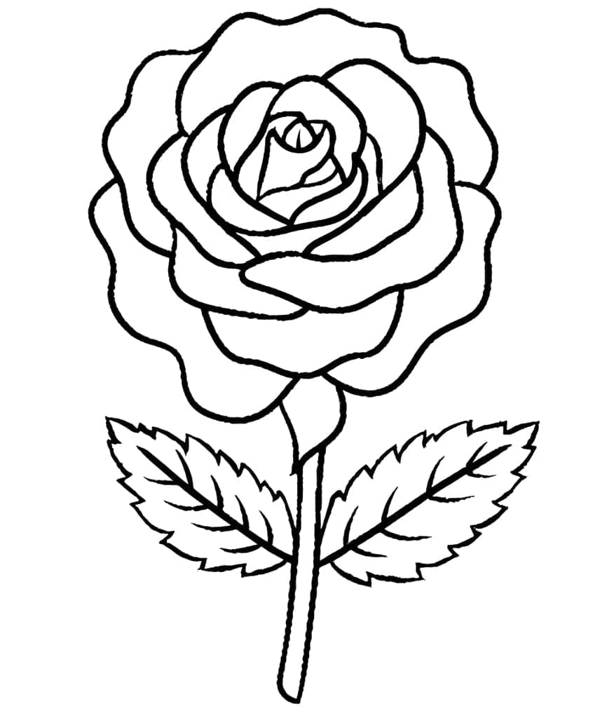 Desenhos de Rosa Simples para Colorir
