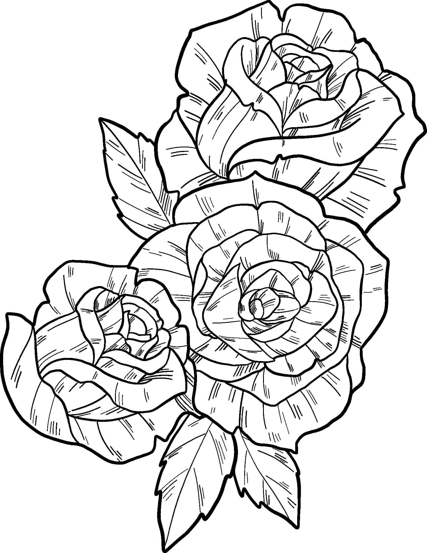 Desenhos de Rosas para Colorir