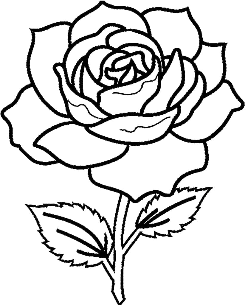 Desenhos de uma Bela Rosa para Colorir