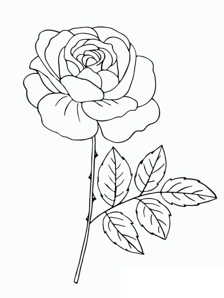 Desenhos de uma Rosa Muito Linda para Colorir