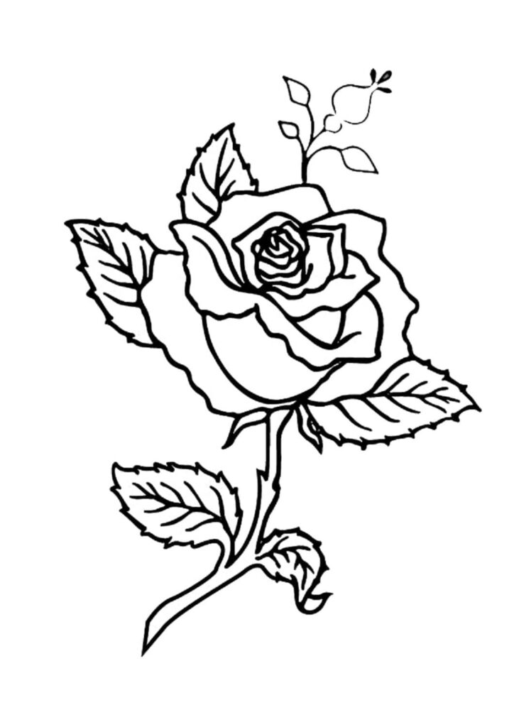 Desenhos de uma Rosa para Colorir
