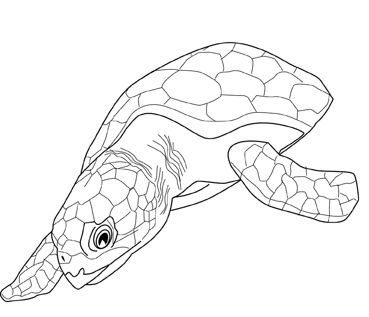 Desenho de Tartaruga para Colorir Download