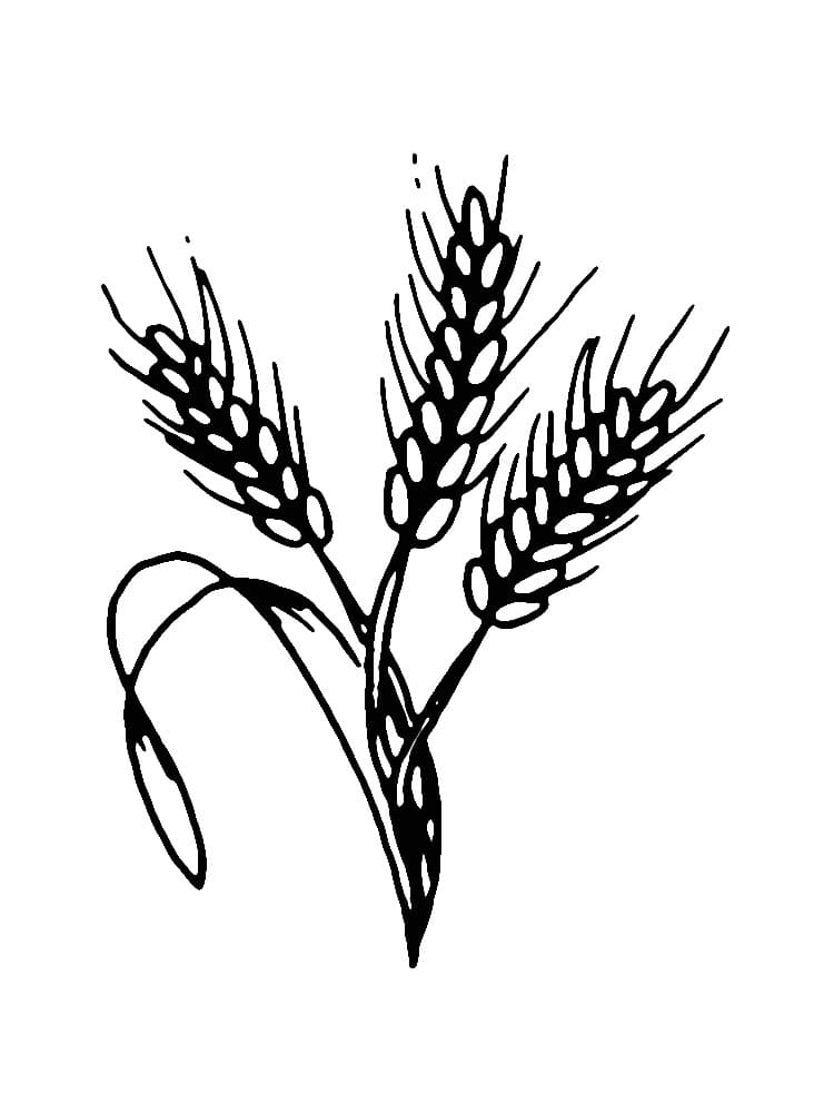 Desenho de Trigo Download para Colorir