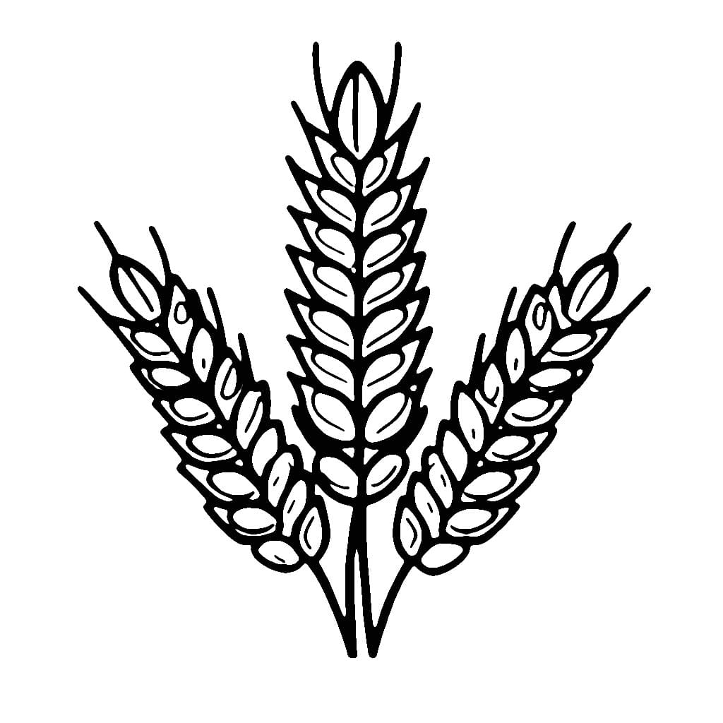 Desenho de Trigo Fácil para Colorir