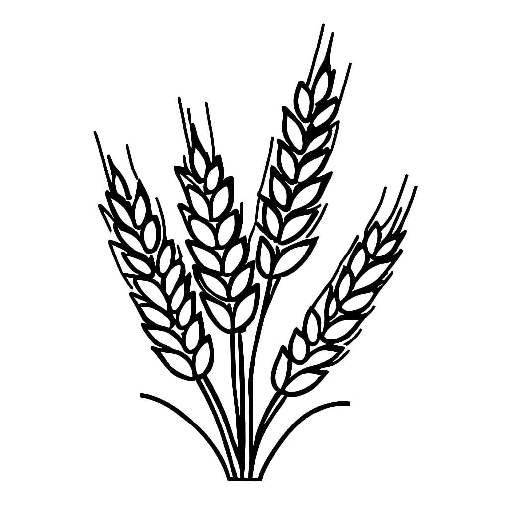 Desenho de Trigo Grátis para Colorir