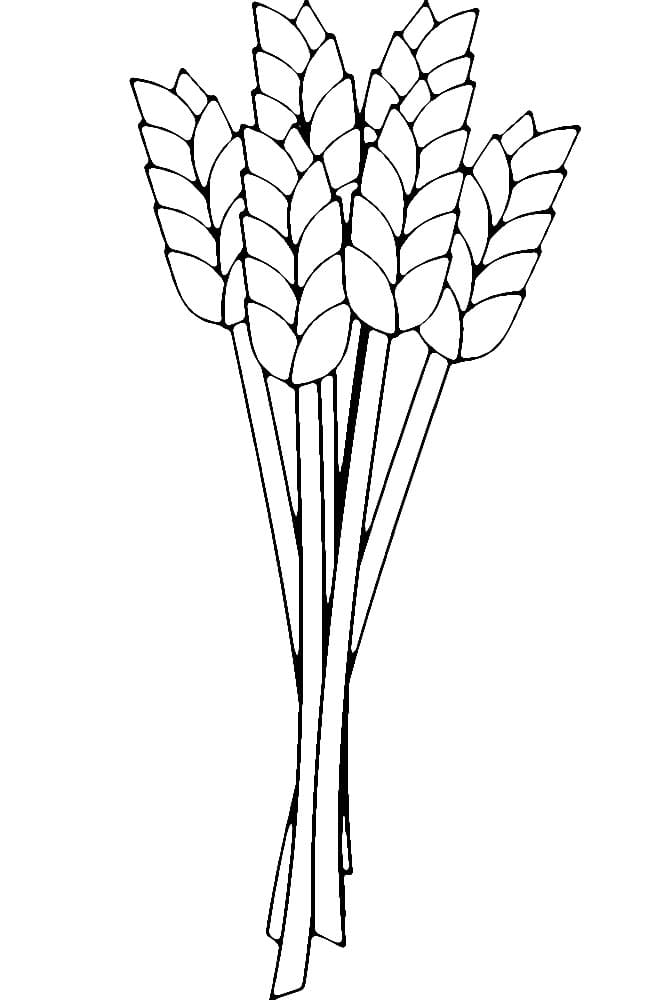 Desenho de Trigo Grátis para Crianças para Colorir