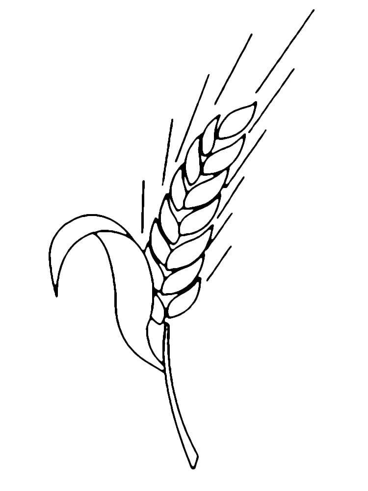 Desenho de Trigo Imprimivel para Colorir