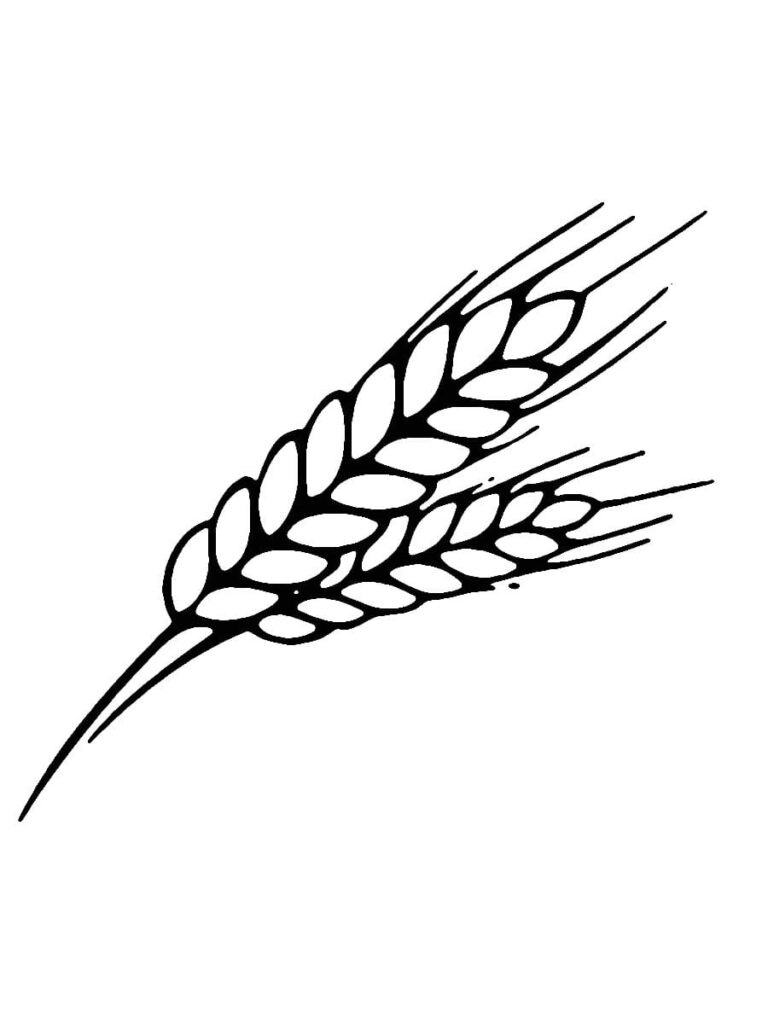 Desenho de Trigo para Colorir Pdf Grátis