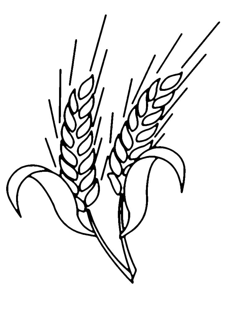 Desenho de Trigo para Crianças para Colorir