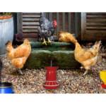 Poultry Farm Easter Escape